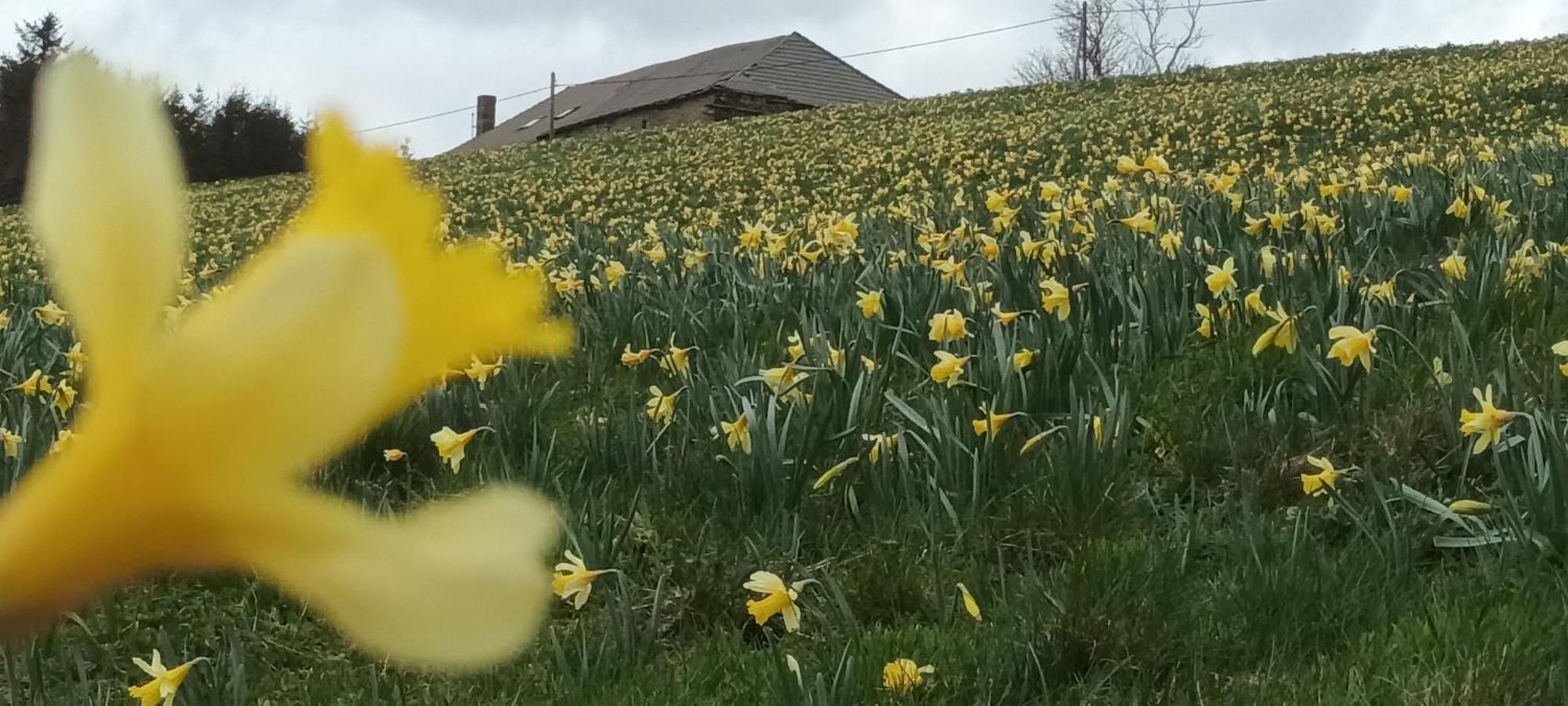 Vvf Haute Loire Saint-Julien-Chapteuil Zewnętrze zdjęcie